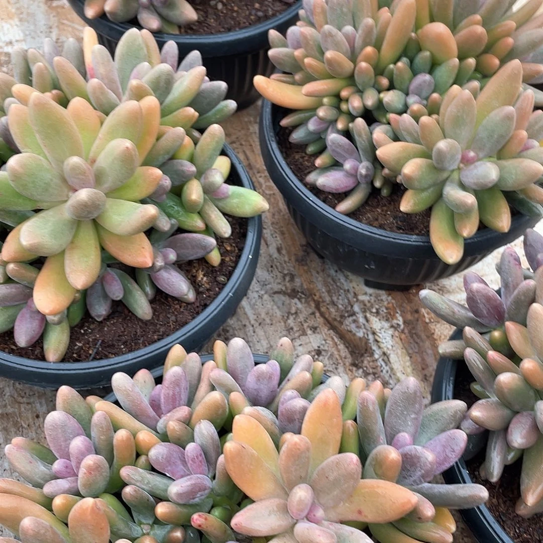 糖果美人群生精控18厘米可挑