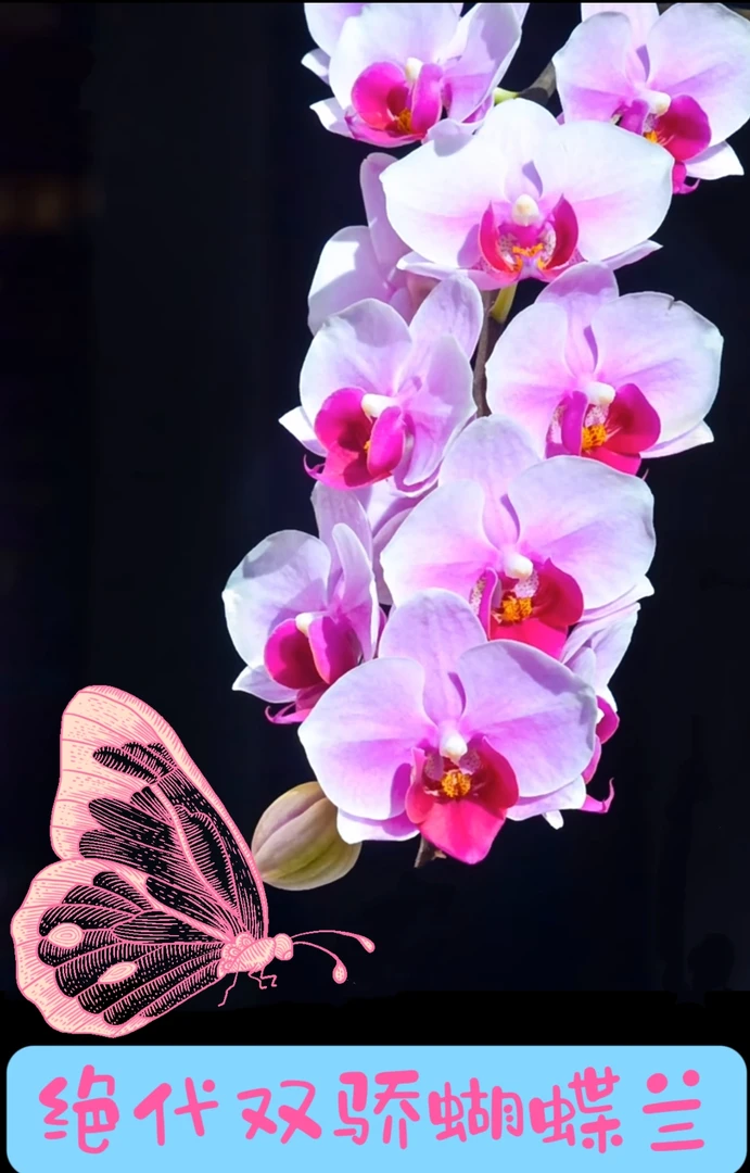 花乡十里【绝代双骄】3.5寸杯蝴蝶兰苗室内观赏花卉(包邮快递】