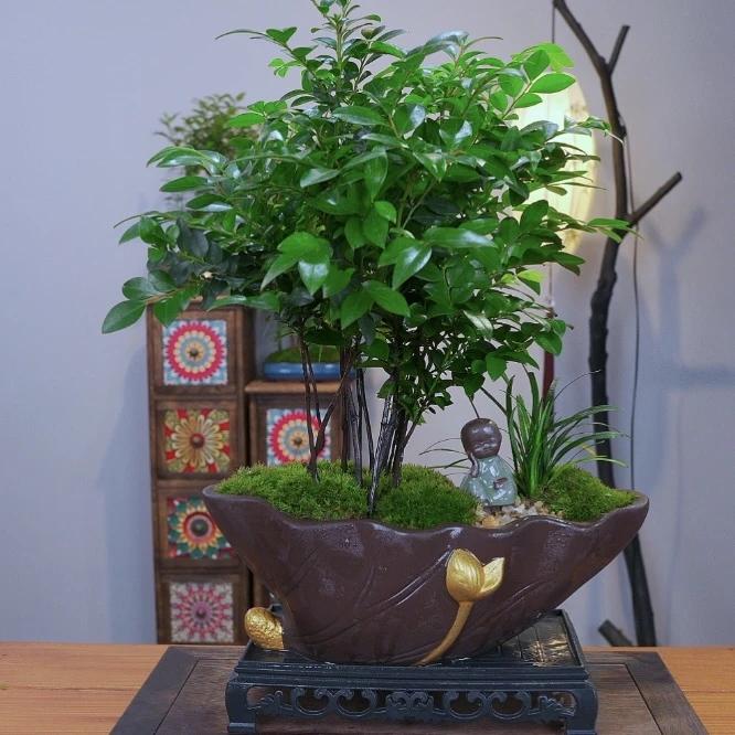 丛林款小叶紫檀黑古茶室内办公室桌面高端盆景中式花卉盆栽植物