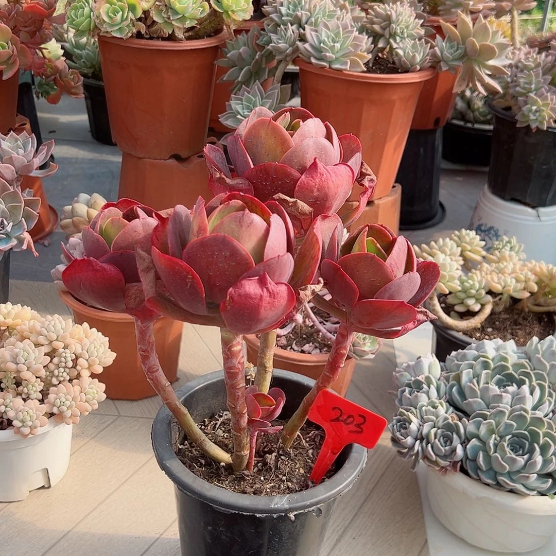 邹203大唐多肉植物