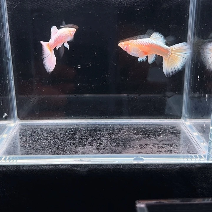 孔雀鱼白雪公主孔雀