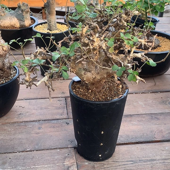 大黄金橄榄放漏88888888