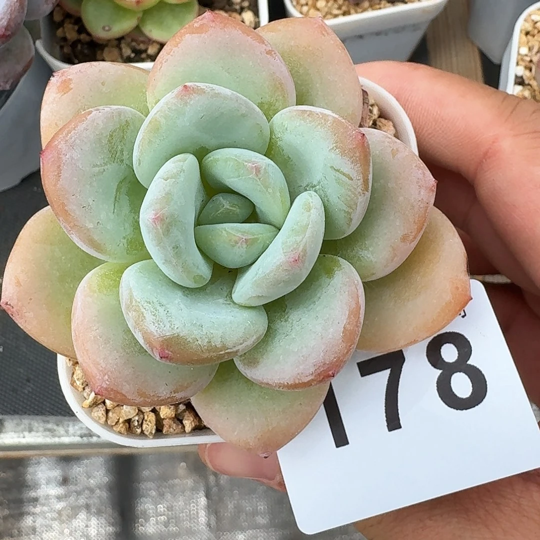 柚子茶优选            精美多肉植物