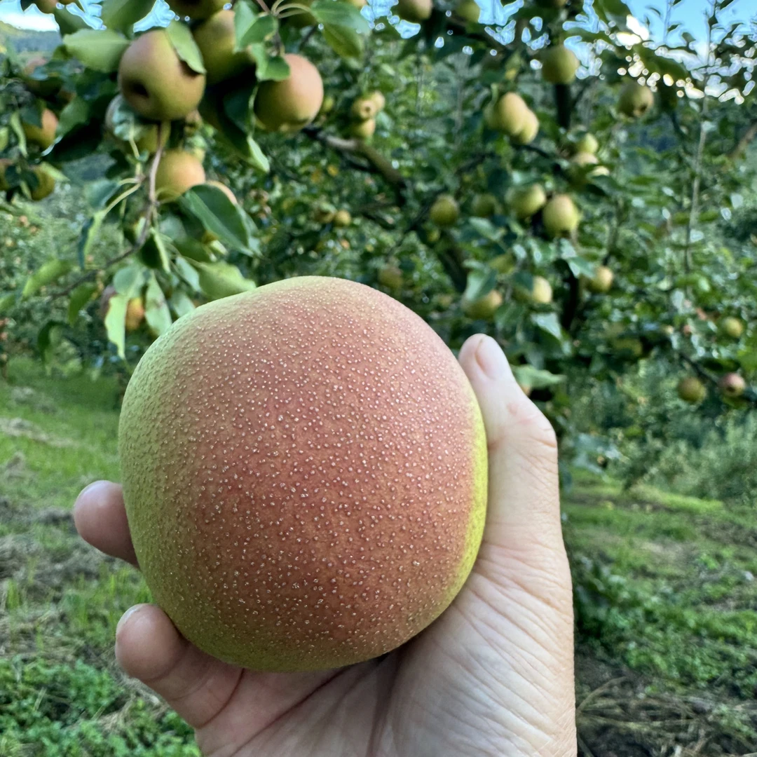 云南大理魏山红皮梨新鲜应季水果视频微酸多汁雪梨文旦梨子