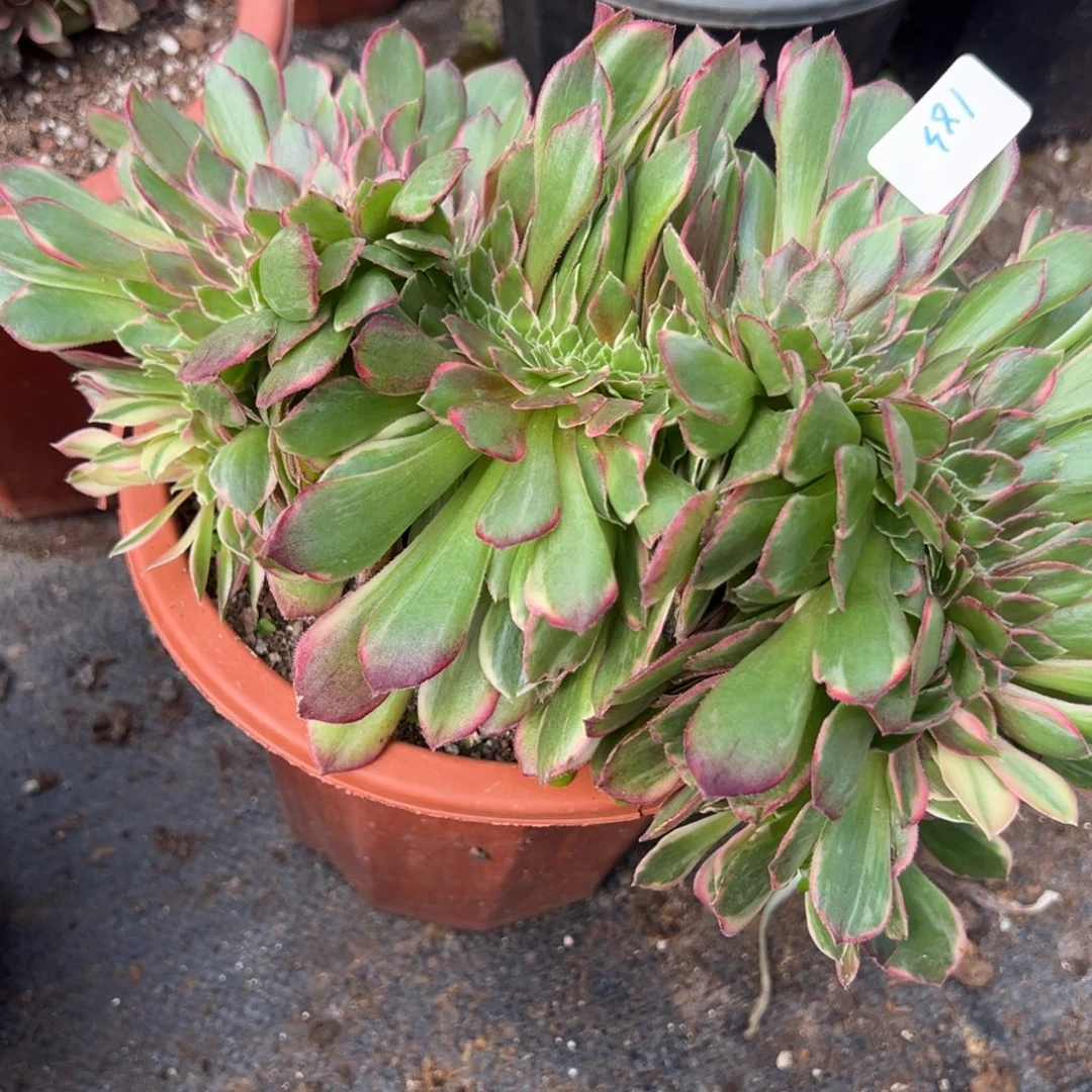 183黑魔锦缀多肉椅子