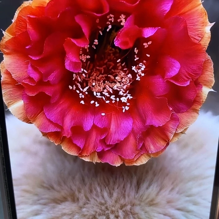 彩草七夕侧芽4公分左右