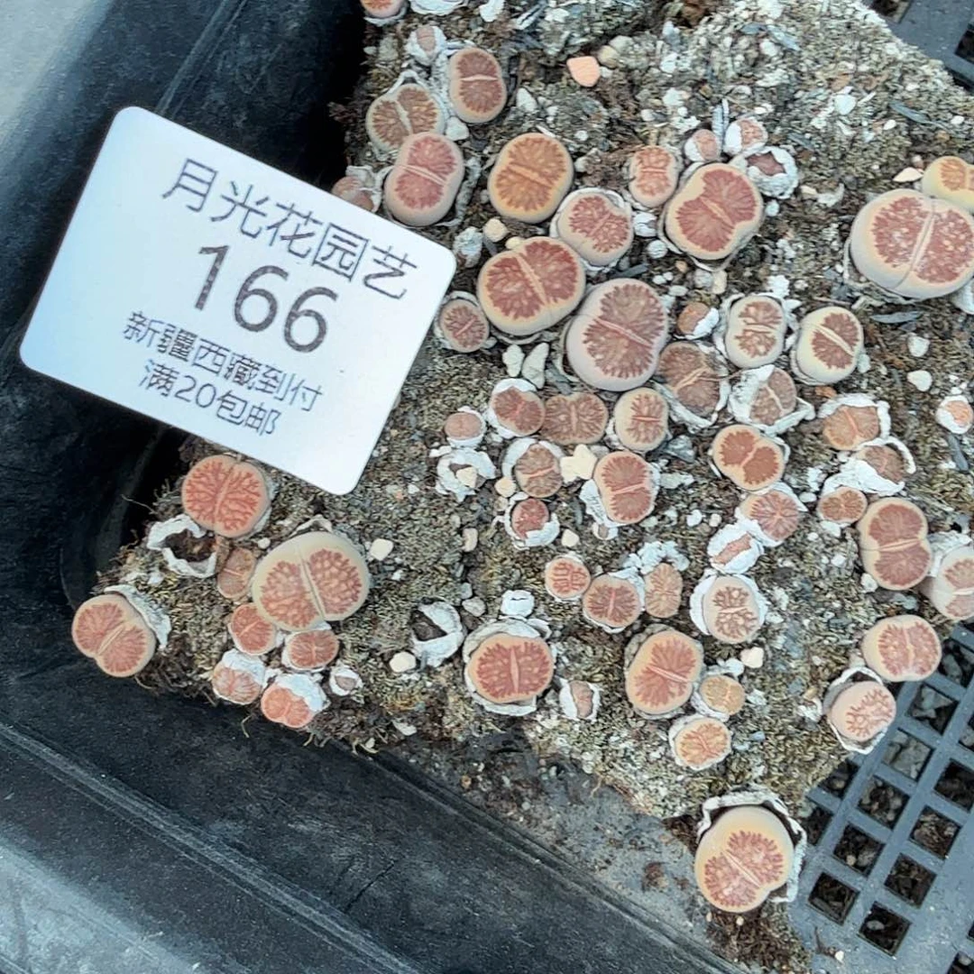 不过他不可能一直保持166你