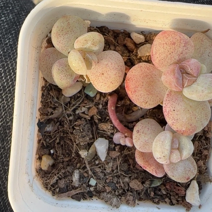小卡拉米糖心一物一拍