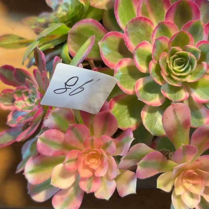 自***者无花朵086特价补差孔雀翎