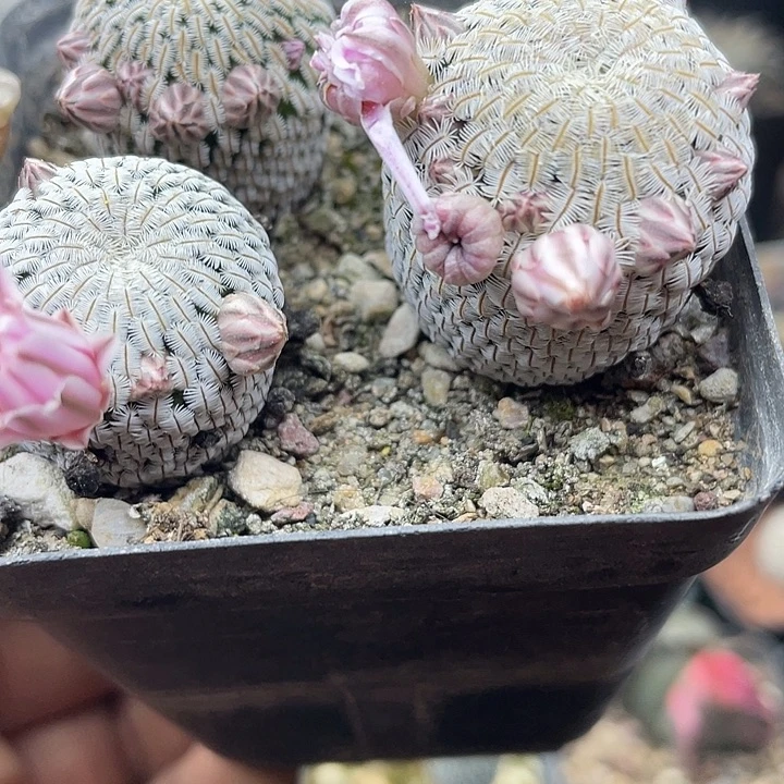 实生白斜子一颗包邮