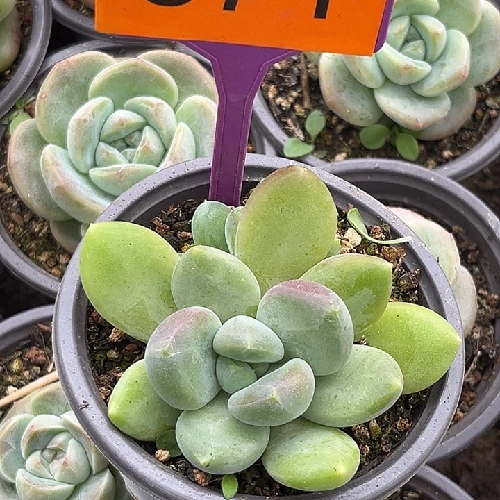 胖X一物一拍371..