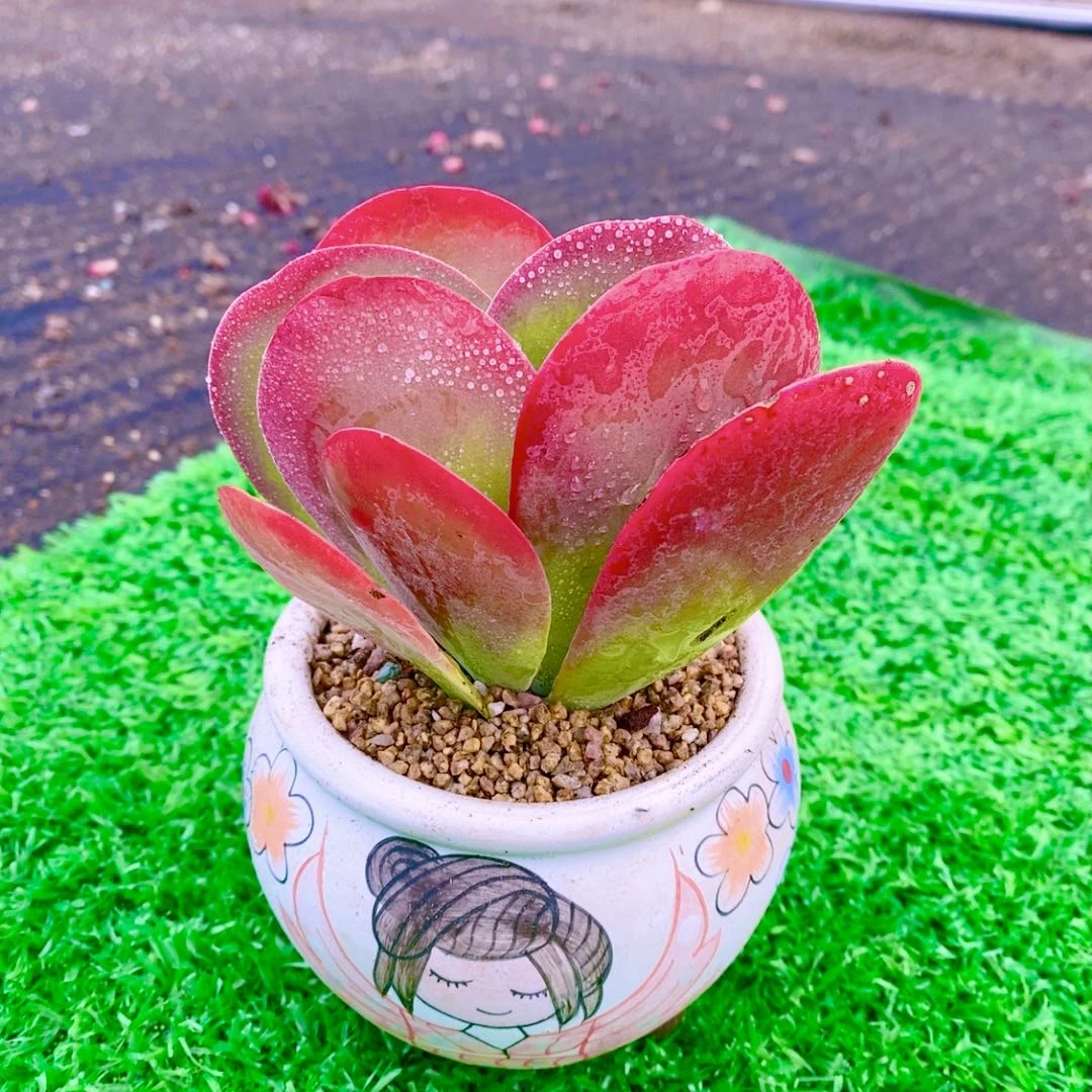 多肉植物唐印（8到10厘米）