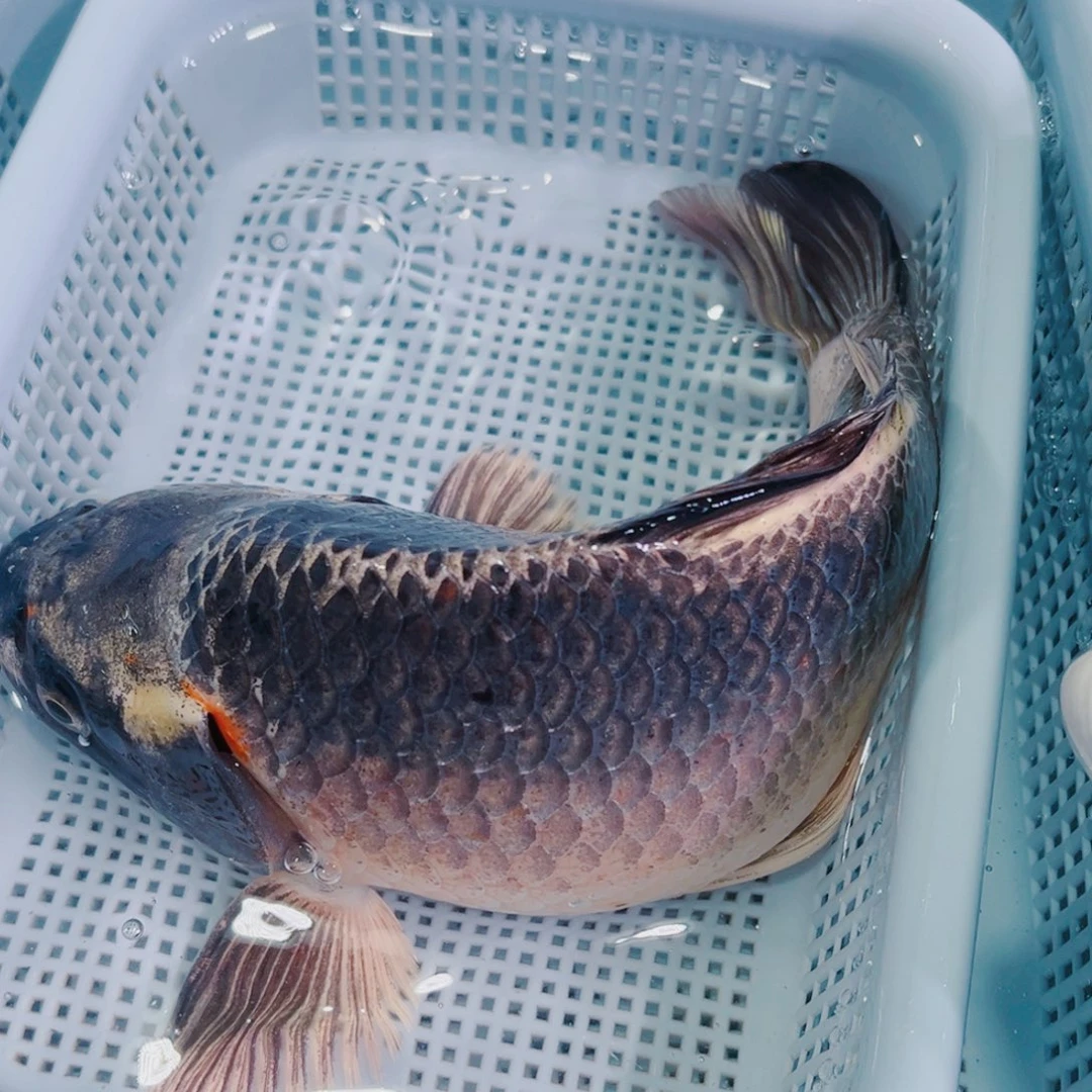 锦鲤锦鲤冷水鱼观赏135