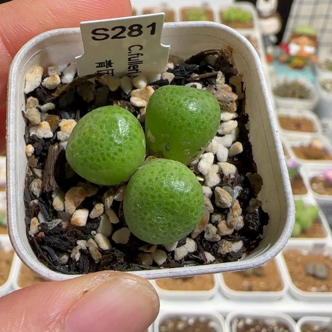 肉锥多肉植物组合-青团399