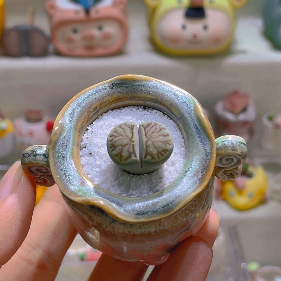 008绿体菊带盆土一套26