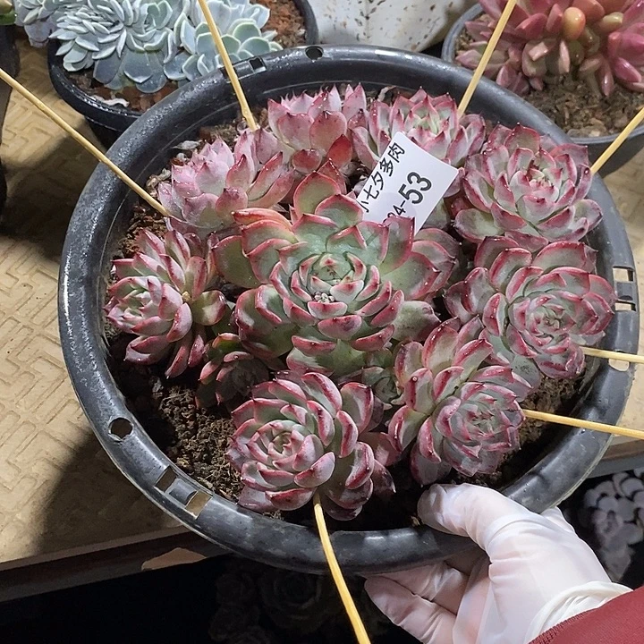 ****静小七夕多肉黑天鹅53