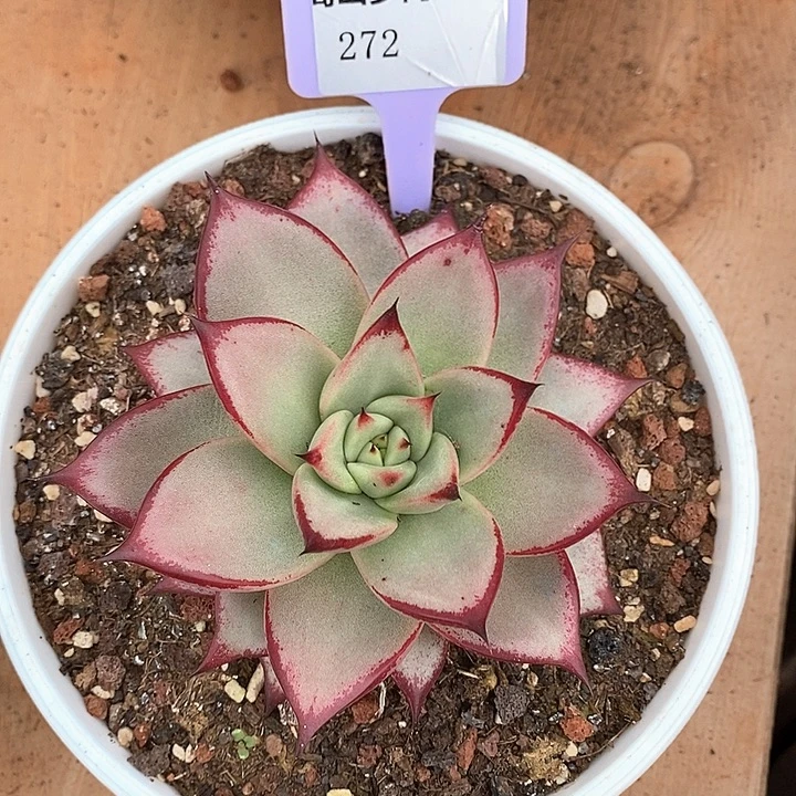 D272- 直播福利 乌木