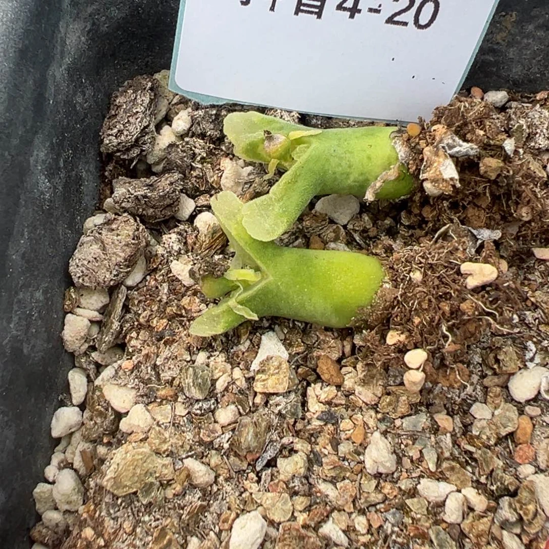 4-20量拍冰风铃母本一颗