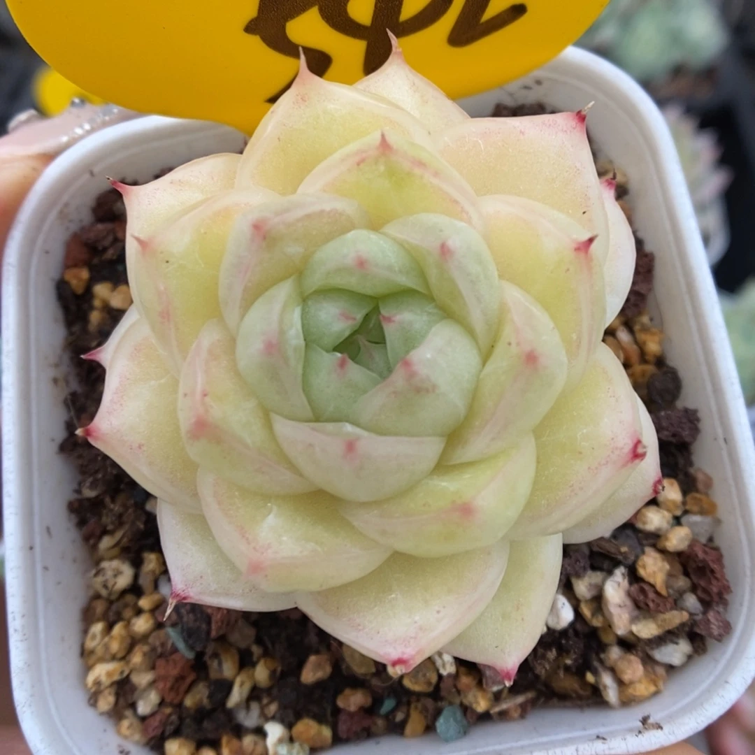 琉璃麦杆542号。