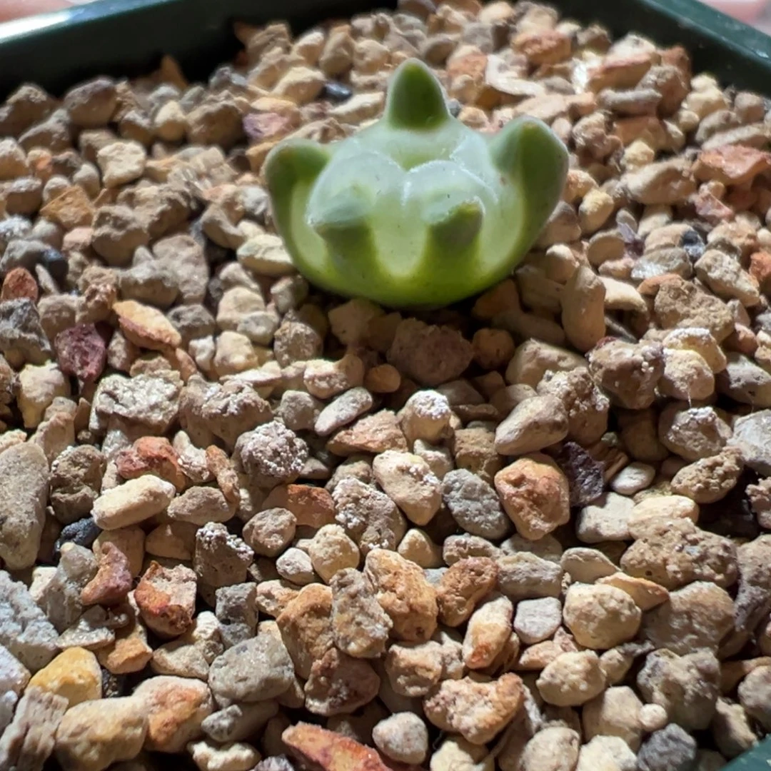 大眼睛莲花状缀化，一物一拍