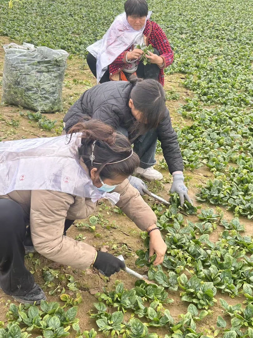 AAA菠菜香菜组合河南露天霜打香菜菠菜新鲜现挖现发