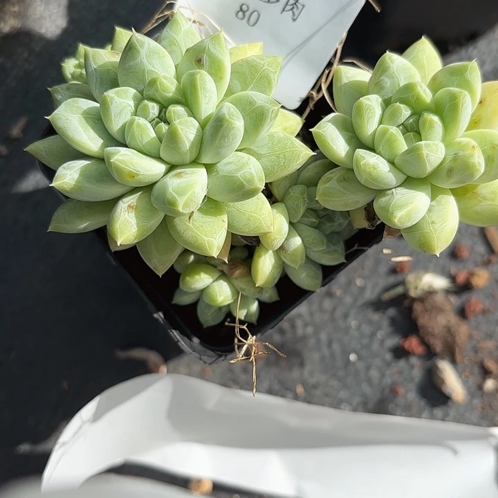 闪吼80呀呀呀呀呀呀呀呀
