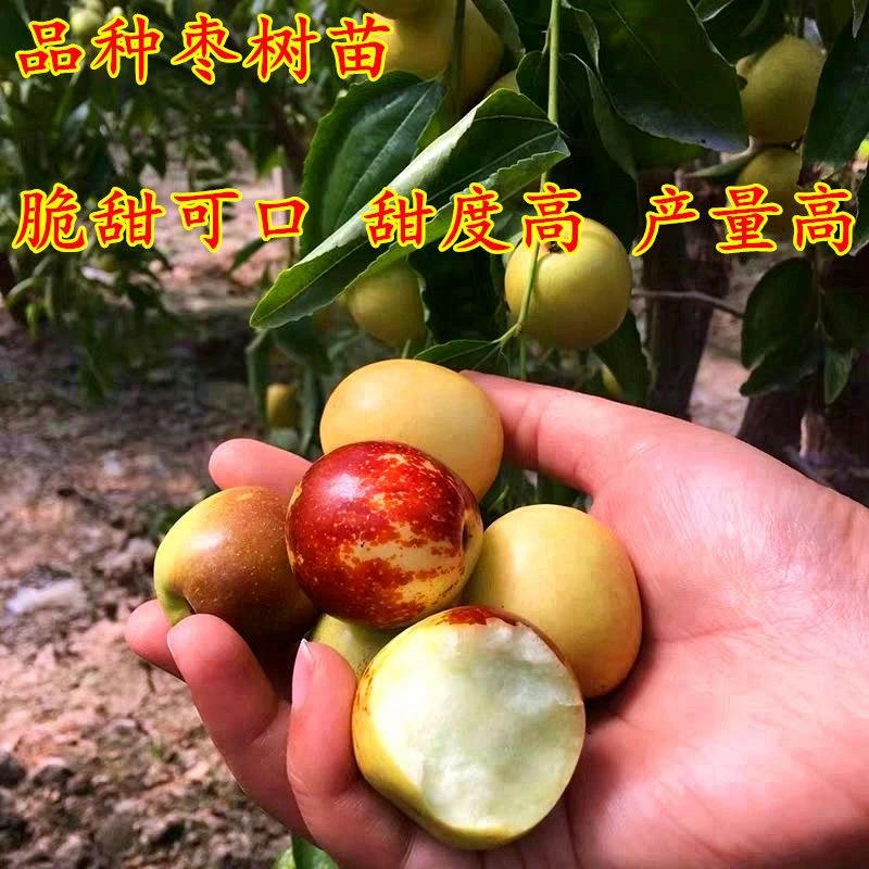冰糖脆枣  盆栽地种 基地现挖 耐寒耐热