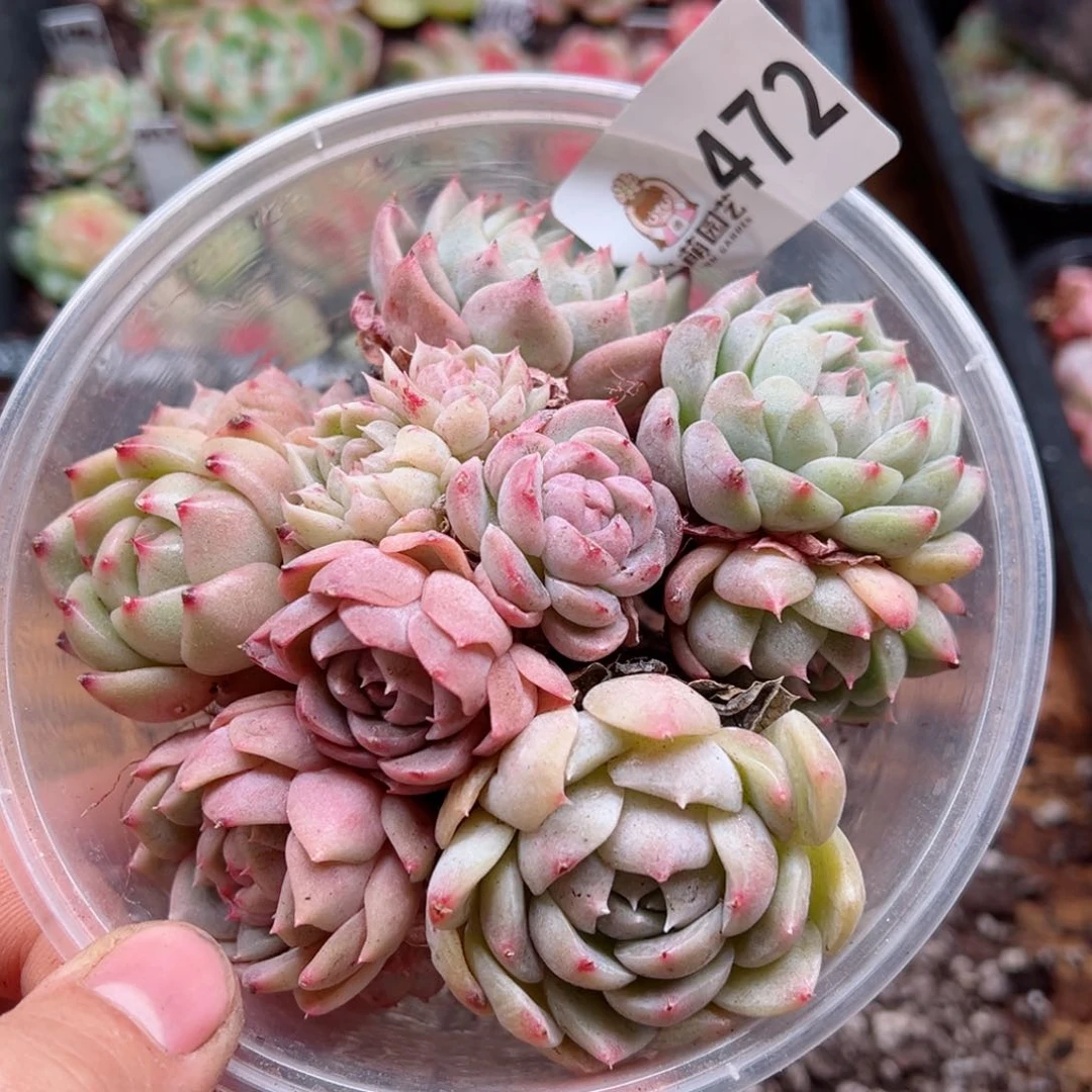 多肉植物多肉植物