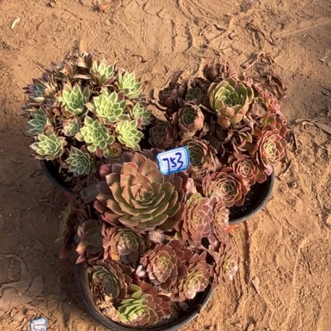 753多肉植物组合，