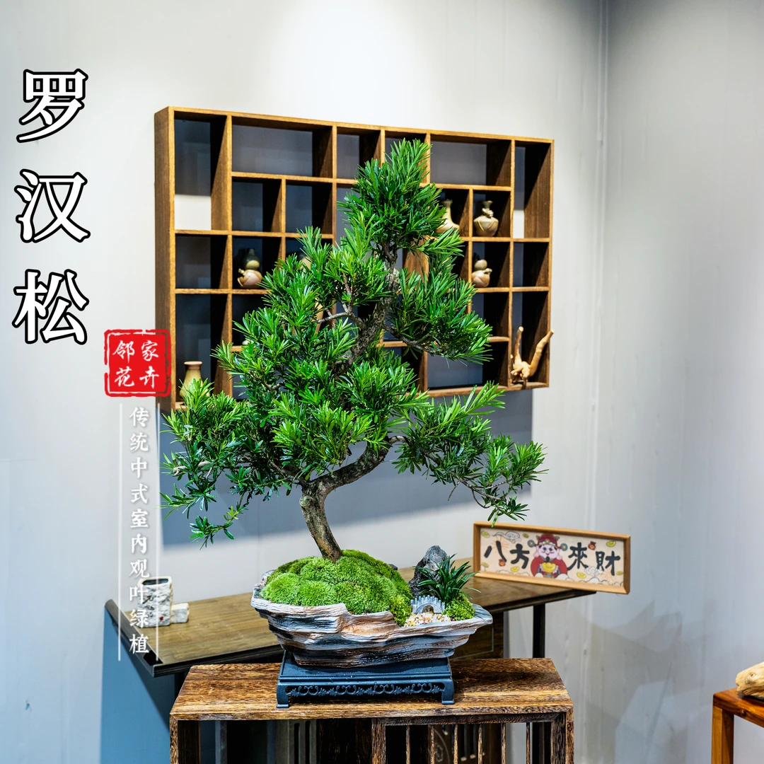 【大老桩】罗汉松盆景迎客造型树桌面高档绿植松柏办公室中式盆栽