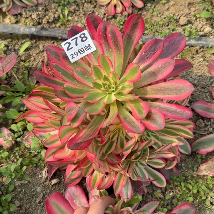 美杜……多肉植物……