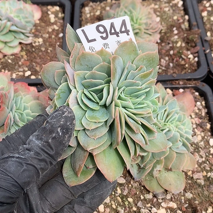 n***.白玉兰缀化 多肉植物.9.28后发