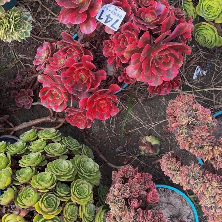 美杜莎花29-33包邮花花