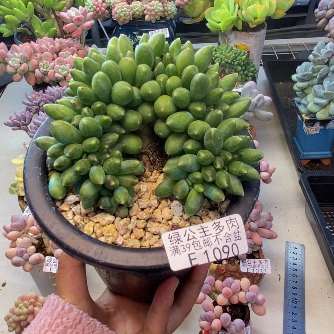 090香蕉树缀多肉10c m