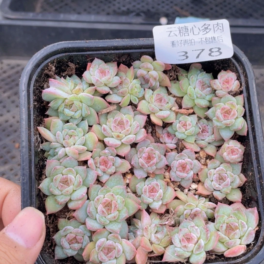 云糖心多肉植物378