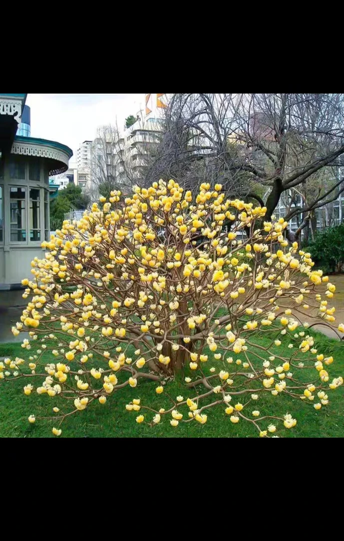 结香庭院植物结香树黄瑞香浓香花卉绿植打结树梦花结香花