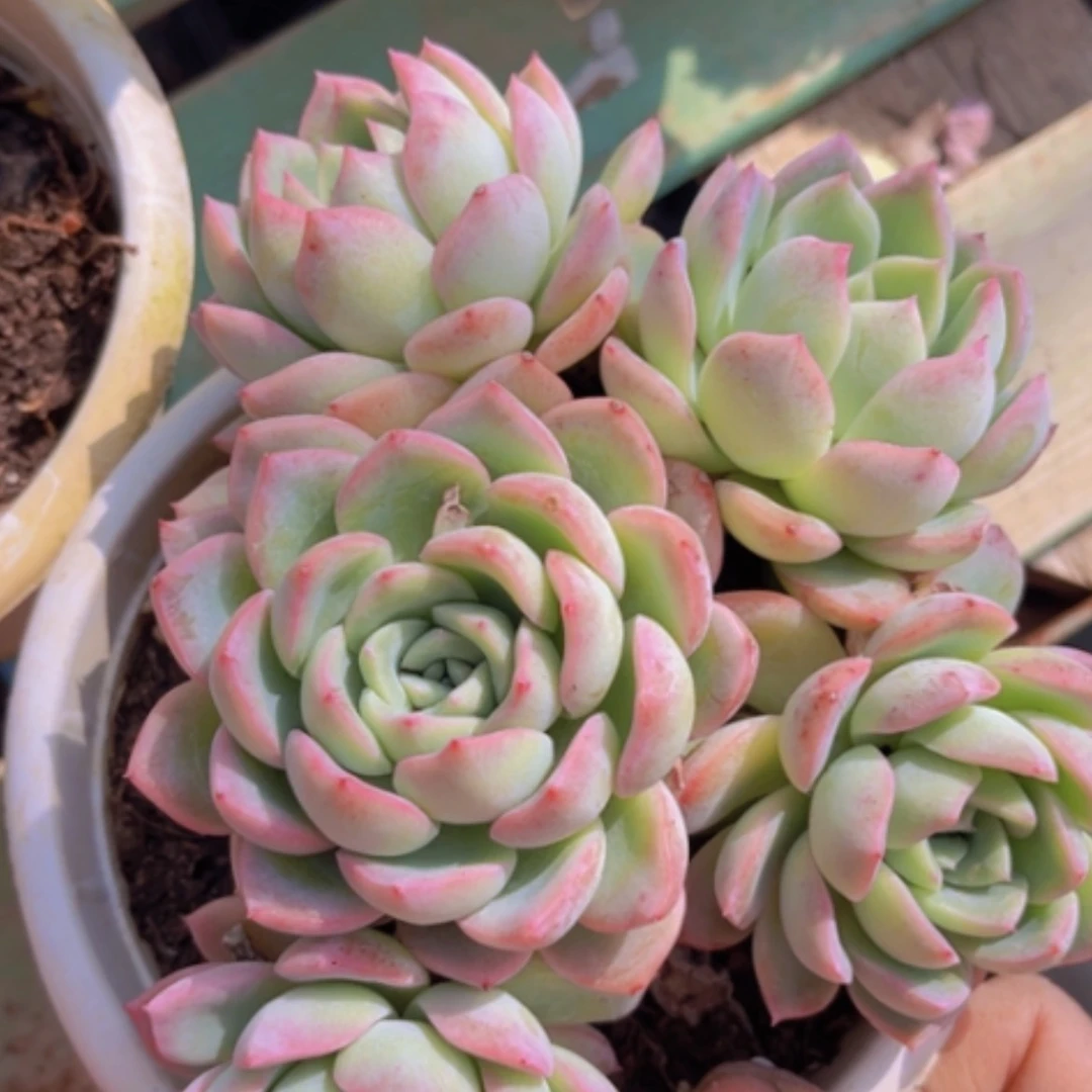 【闪购商品】莎莎05125