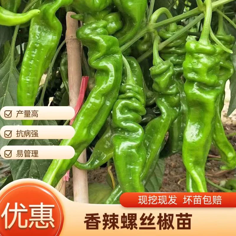 高产螺丝椒秧苗辣椒苗辣椒秧苗陇椒苗薄皮庭辣椒种子香辣大果正宗