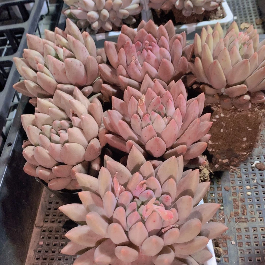 水晶球23567788999999