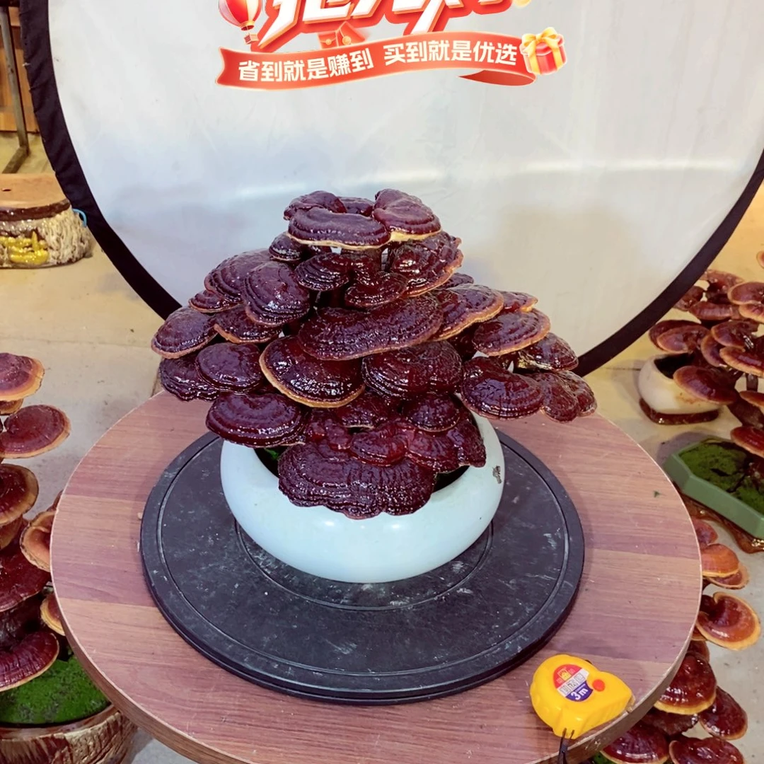 元***神无花朵发财树发财树发财树