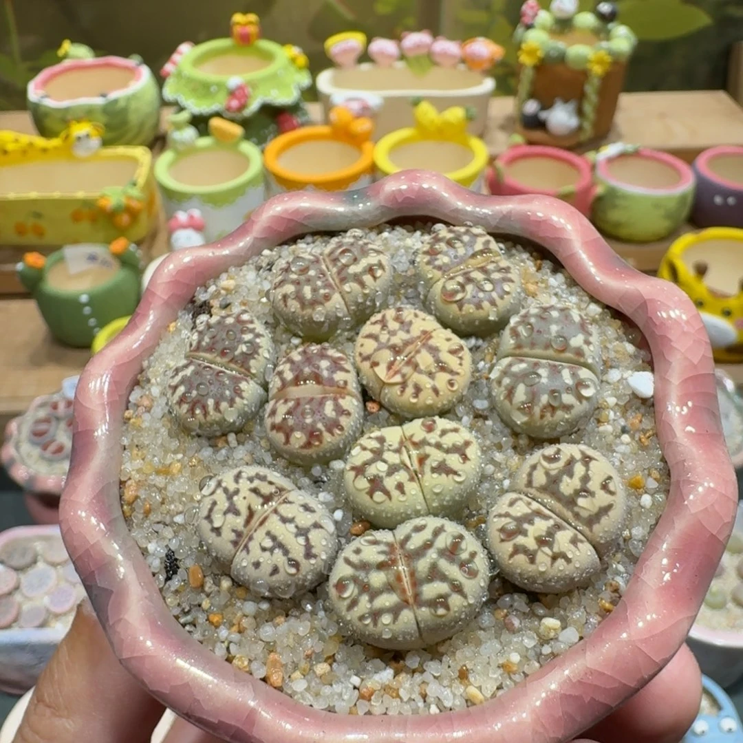 蘑菇1087丽虹彩拼多肉植物