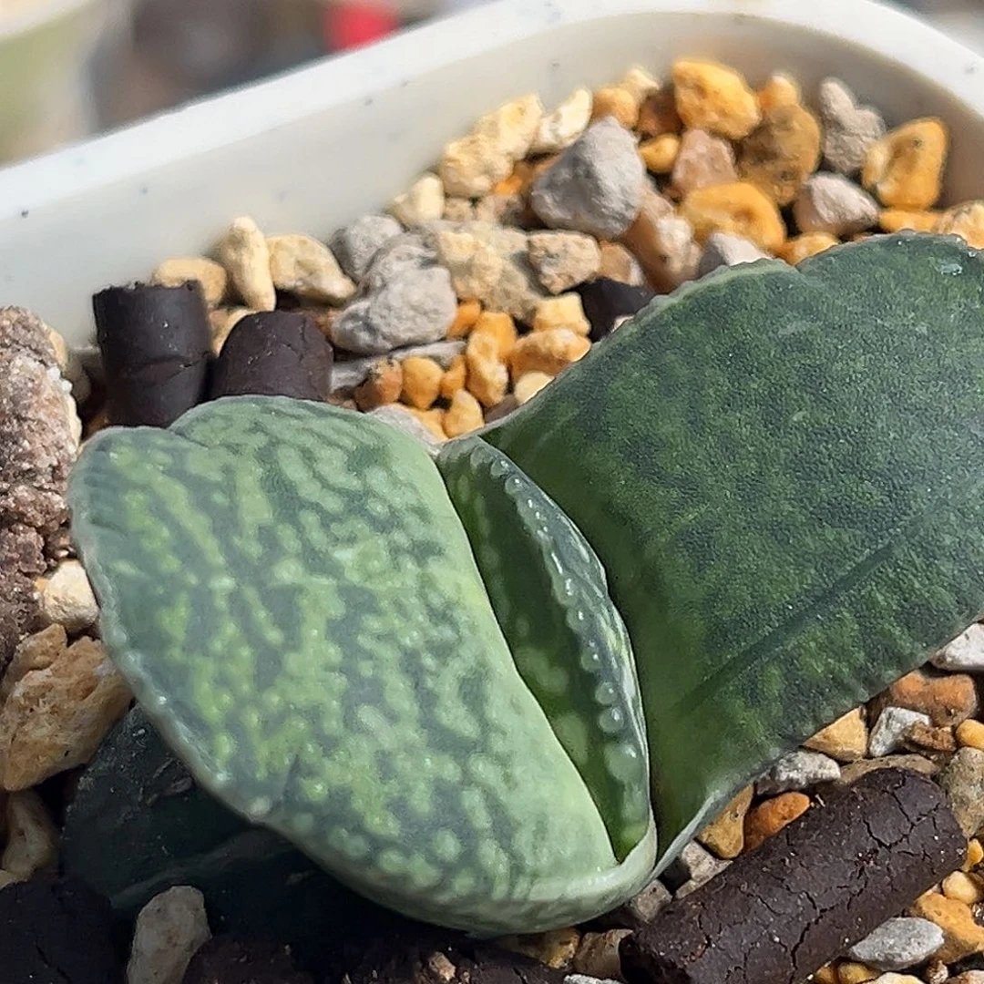 用****85098专拍1111111111