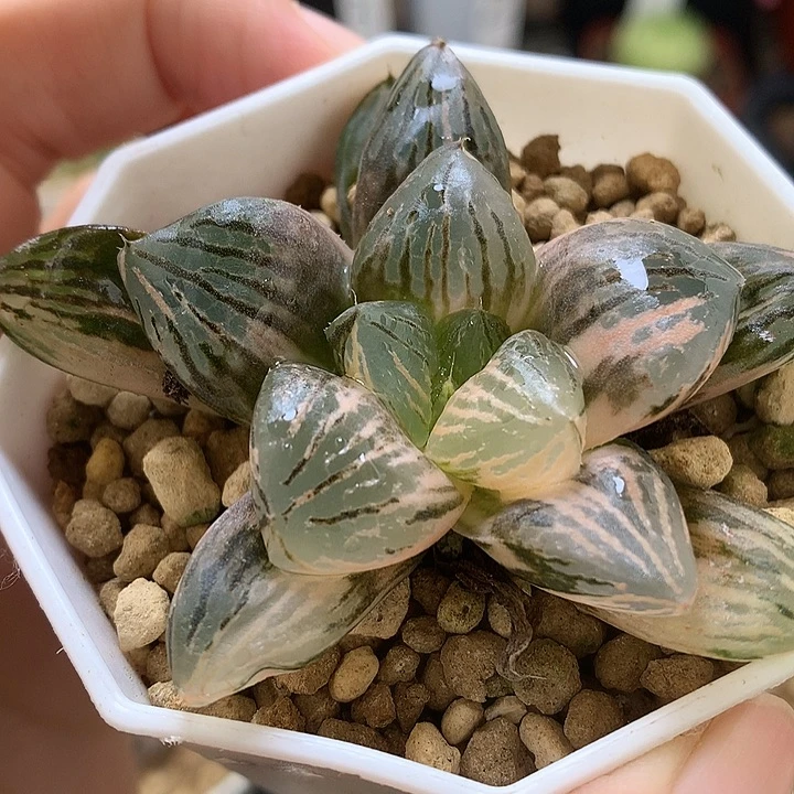 玉潭寿锦带盆土发货tlooo