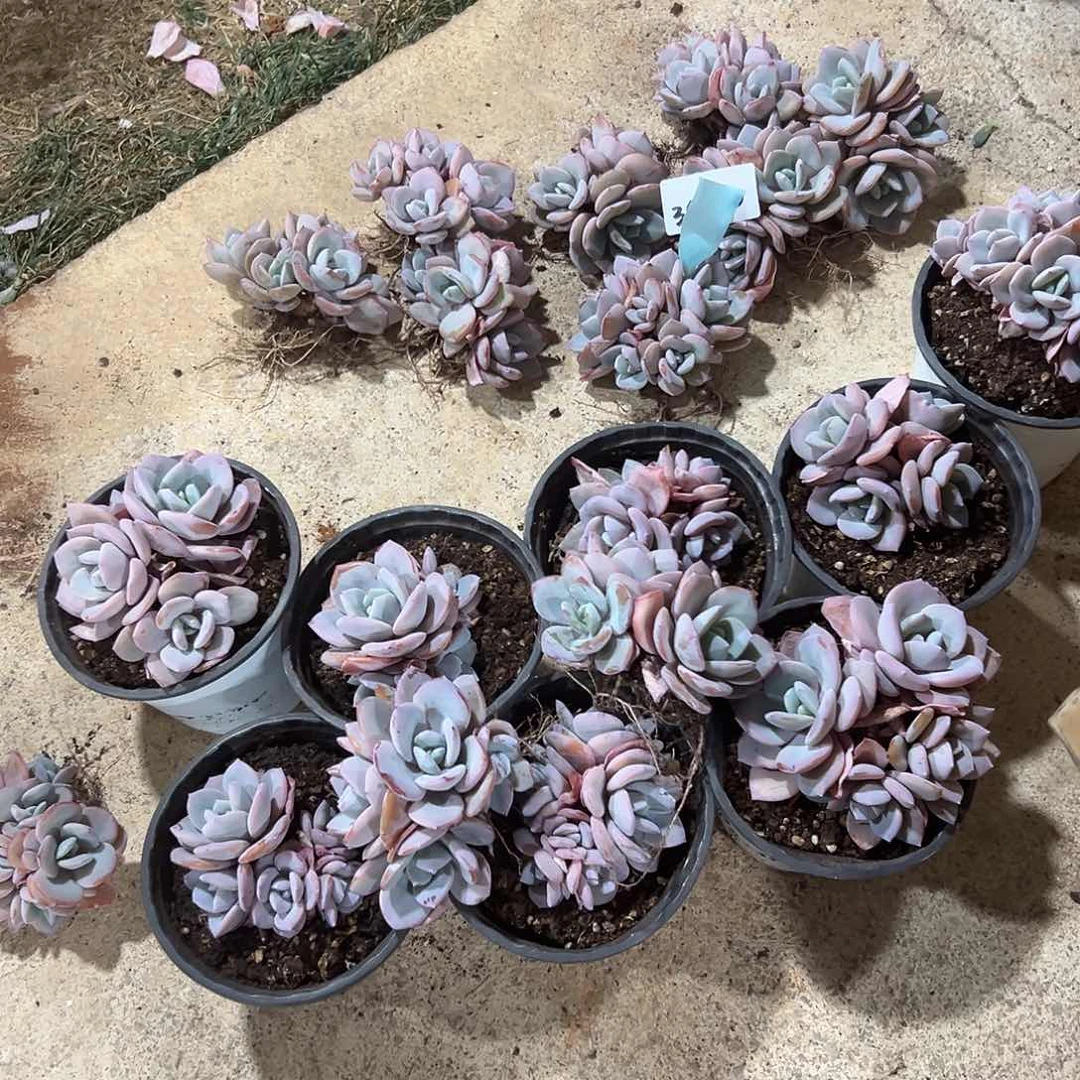 34-30小奶茶4头起随机多肉