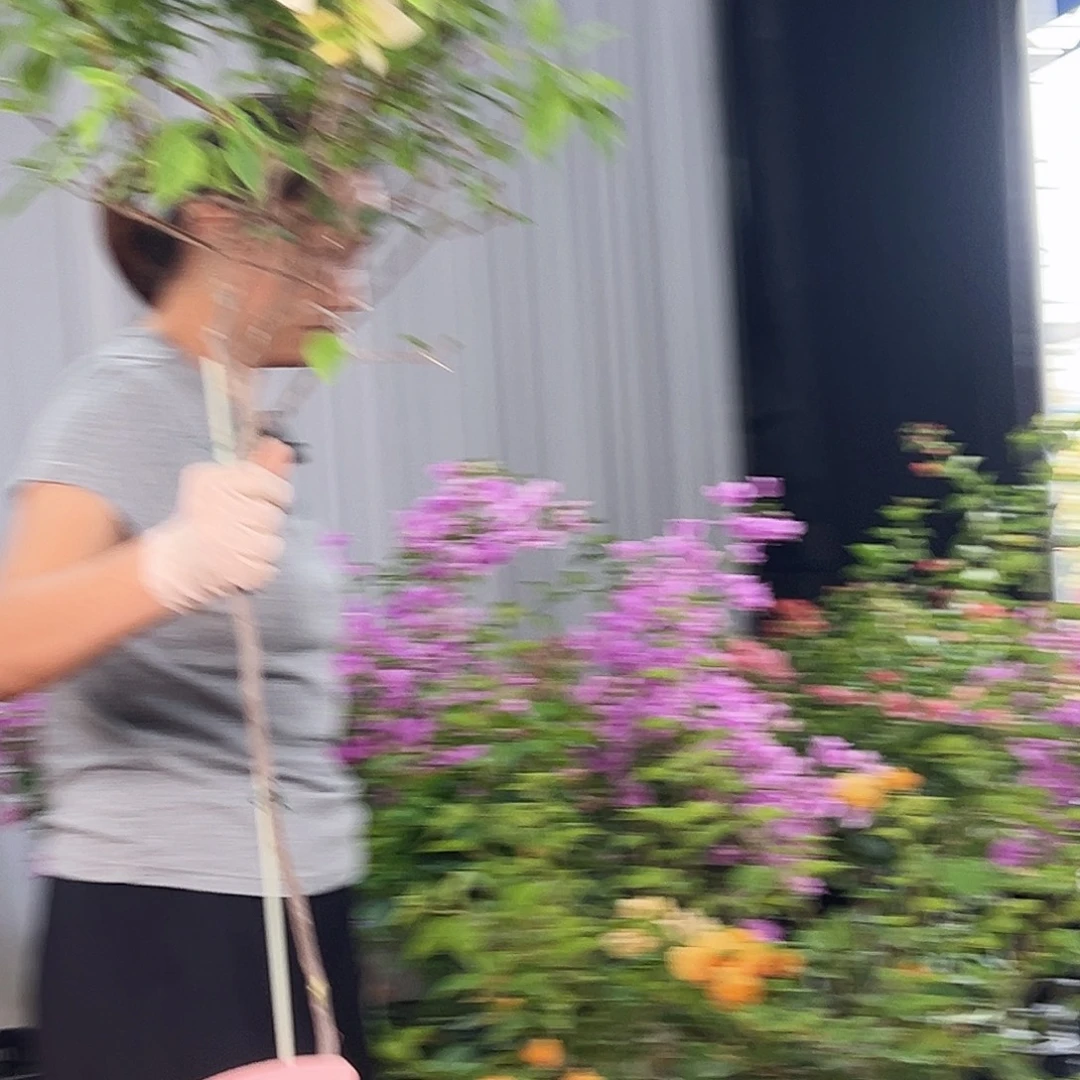 弘***子大部分花苞少量开放L70苏瓦娜