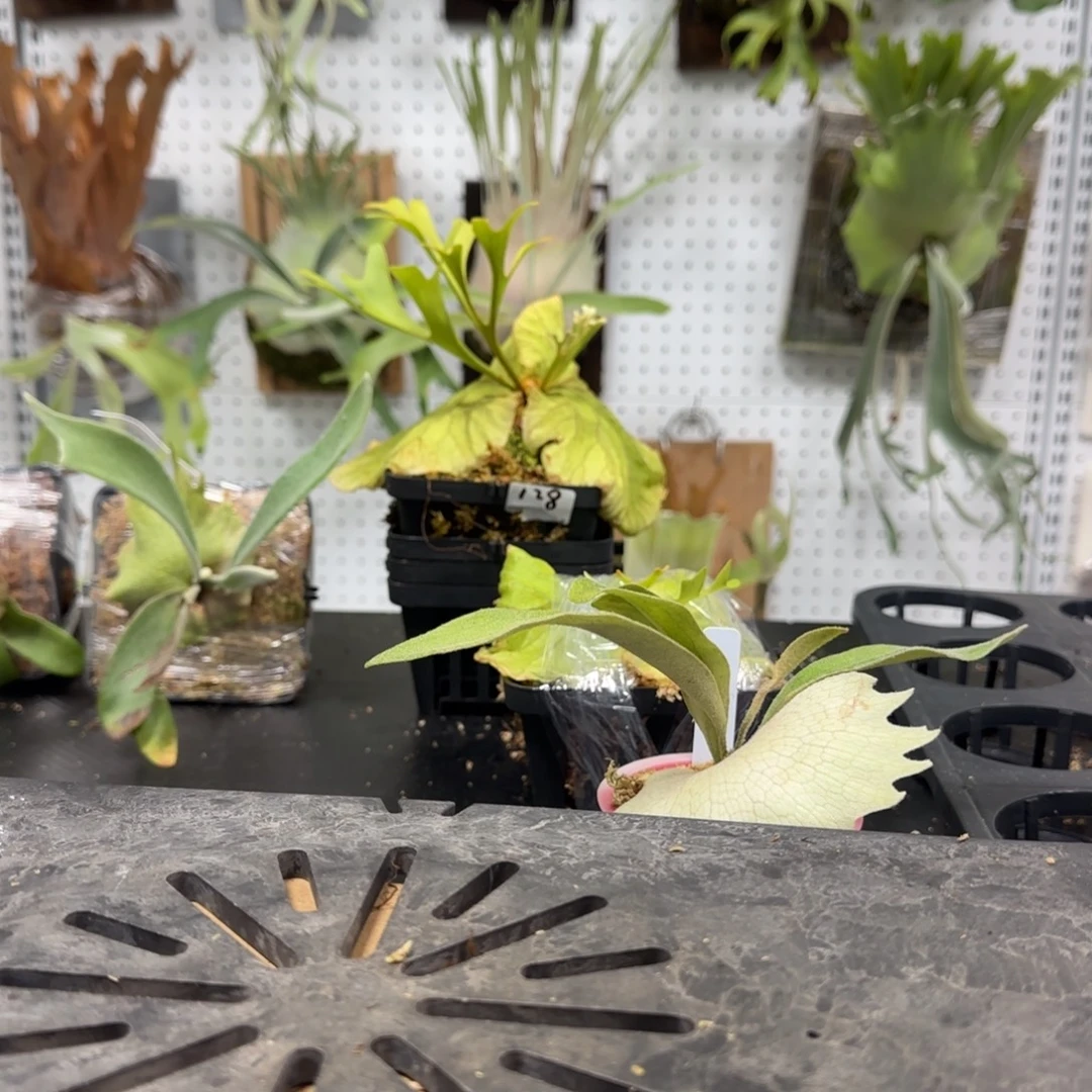 侏儒细菌鹿角蕨哇