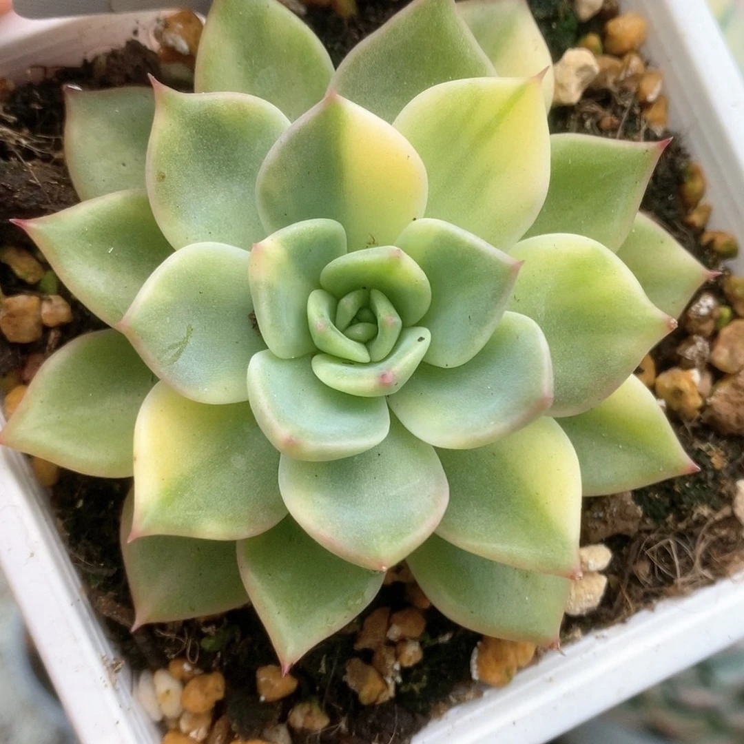 038红色斯特拉锦锦锦锦锦