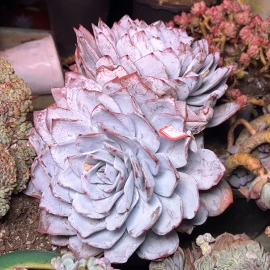 暗*多肉植物的植物