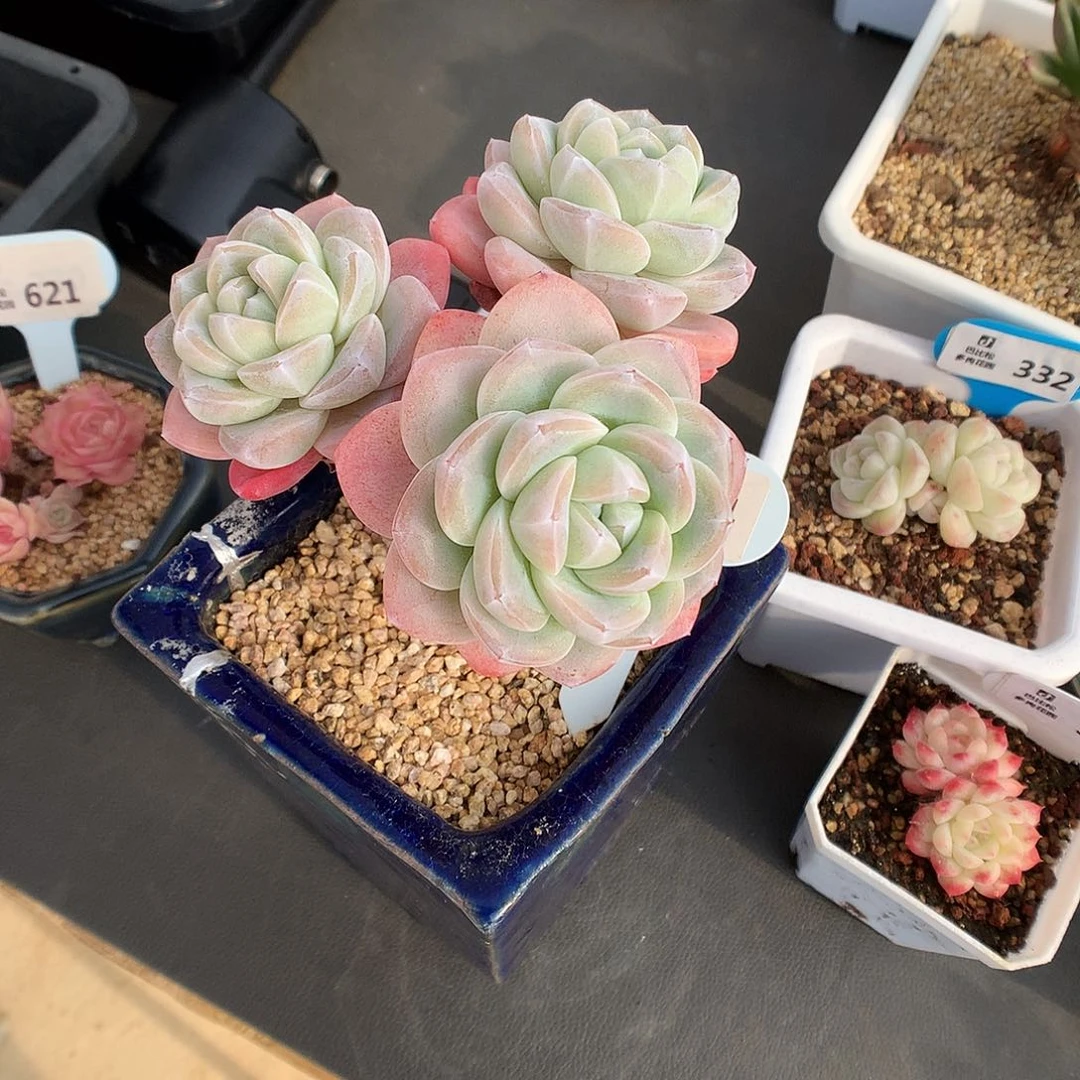 一***_721冰玉多肉植物一个