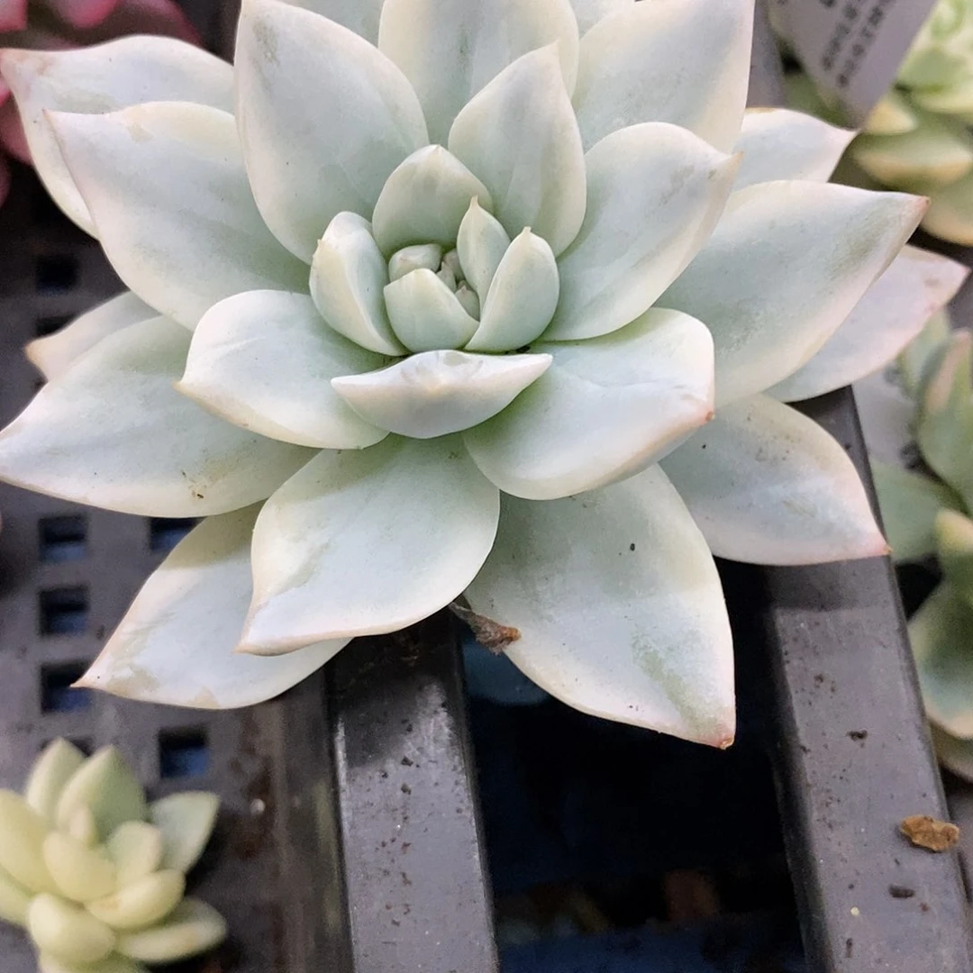 兔*泪粉蓝鸟锦多肉植物哇啦塞，